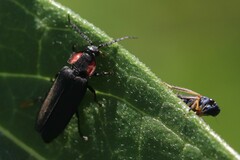 Graphocephala lugubris