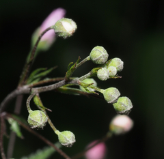 Sidastrum tehuacanum