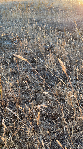 iNaturalist observation photo of common soft brome