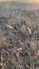 Bromus hordeaceus