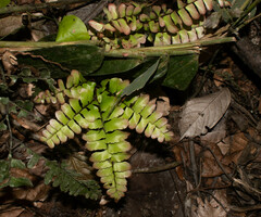 Adiantum humile