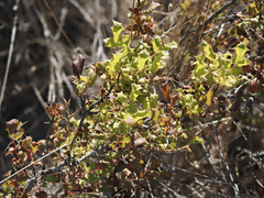 Berberis pinnata