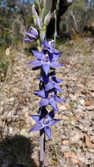 Thelymitra macrophylla
