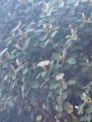 Olearia tomentosa
