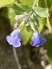 Salvia similis