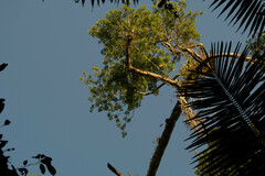 Ceiba pentandra