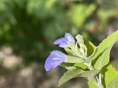 Salvia similis