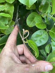 Hippocratea volubilis