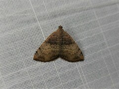 Chrysolarentia mecynata