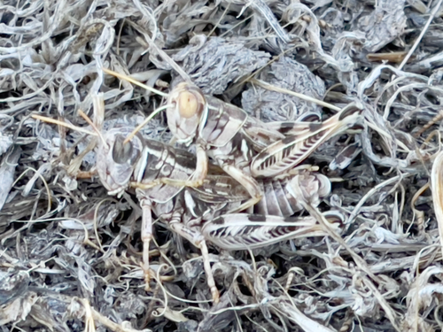 iNaturalist observation photo of Valley Grasshopper