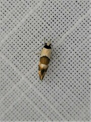Euphiltra eroticella