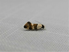 Euphiltra eroticella