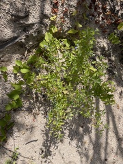 Salvia similis
