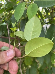 Hippocratea volubilis