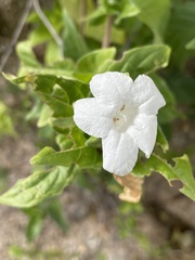 Ruellia leucantha