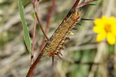 Apatelodes pudefacta