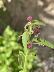 Ayenia peninsularis
