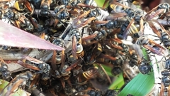 Brachygastra lecheguana