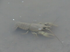 Faxonius virilis