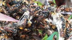 Brachygastra lecheguana