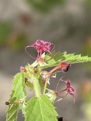 Ayenia peninsularis
