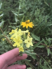Lithospermum cobrense