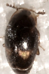 Corylophidae