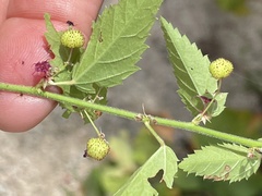 Ayenia peninsularis