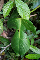 Philodendron panduriforme