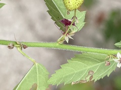 Ayenia peninsularis