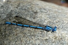 Argia lacrimans