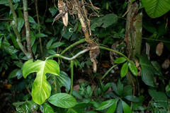 Philodendron panduriforme