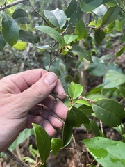 Chrysophyllum pauciflorum