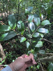 Chrysophyllum pauciflorum