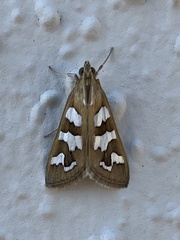 Diastictis