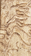 Agrilus planipennis