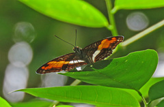 Adelpha boeotia