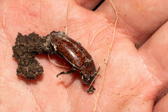 Pselaphacus nigropunctatus