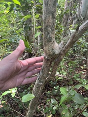 Chrysophyllum pauciflorum