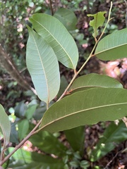 Chrysophyllum pauciflorum