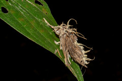 Akanthomyces aculeatus