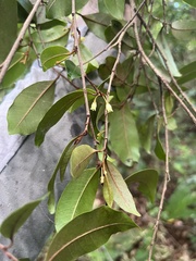 Chrysophyllum pauciflorum
