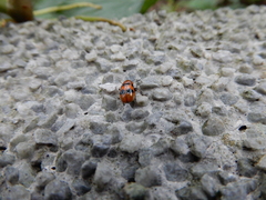 Coptocephala pallens