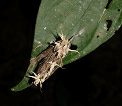 Akanthomyces aculeatus