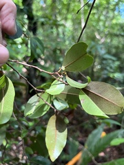 Chrysophyllum pauciflorum