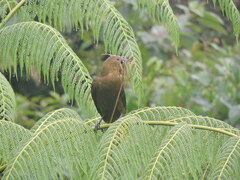 Psarocolius angustifrons