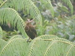 Psarocolius angustifrons