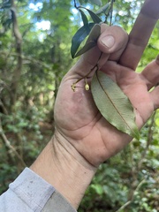 Chrysophyllum pauciflorum