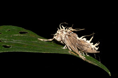 Akanthomyces aculeatus