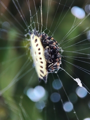 Gasteracantha cancriformis